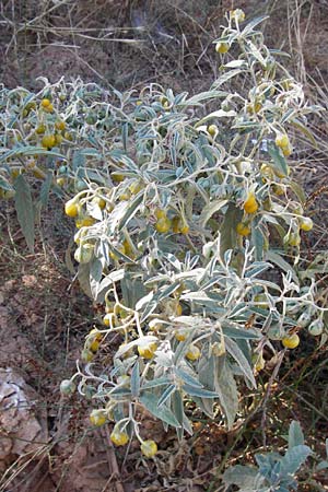 Solanum elaeagnifolium \ lweidenblttriger Nachtschatten / Silverleaf Nightshade, Horse Nettle, GR Athen 4.9.2014