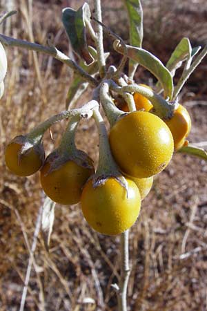 Solanum elaeagnifolium / Silverleaf Nightshade, Horse Nettle, GR Athen 4.9.2014