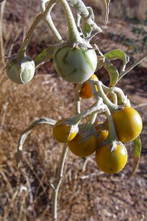 Solanum elaeagnifolium / Silverleaf Nightshade, Horse Nettle, GR Athen 4.9.2014