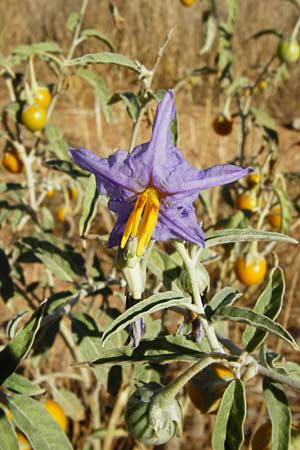 Solanum elaeagnifolium / Silverleaf Nightshade, Horse Nettle, GR Athen 4.9.2014