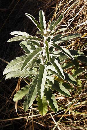 Solanum elaeagnifolium \ lweidenblttriger Nachtschatten / Silverleaf Nightshade, Horse Nettle, GR Athen 4.9.2014