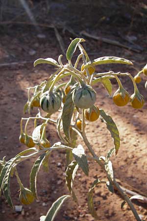 Solanum elaeagnifolium / Silverleaf Nightshade, Horse Nettle, GR Athen 4.9.2014