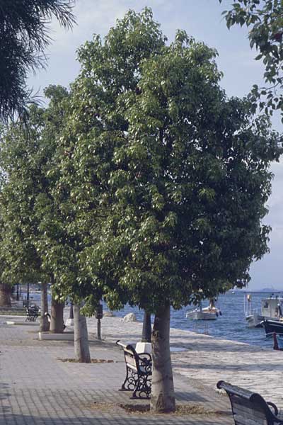Brachychiton populneus \ Pappelblättriger Flaschenbaum, Kurrajong-Flaschenbaum, GR Amfilochia 5.9.2007