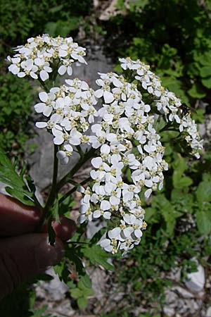 Achillea grandifolia \ Groblttrige Schafgarbe / White Milfoil, GR Zagoria, Vikos - Schlucht / Gorge 15.5.2008