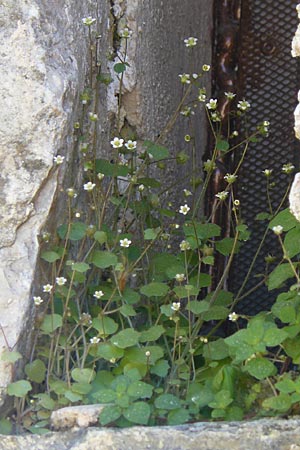 Saxifraga hederacea \ Efeublttriger Steinbrech, GR Hymettos 4.4.2013