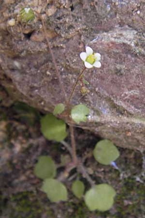 Saxifraga hederacea \ Efeublttriger Steinbrech, GR Hymettos 4.4.2013