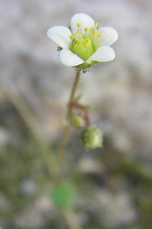 Saxifraga hederacea / Ivy-Leaved Saxifrage, GR Hymettos 4.4.2013