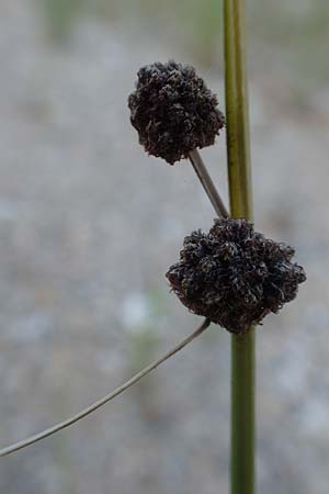 Scirpoides holoschoenus \ Kugelbinse / Round-Headed Club-Rush, GR Euboea (Evia), Rovies 27.8.2017