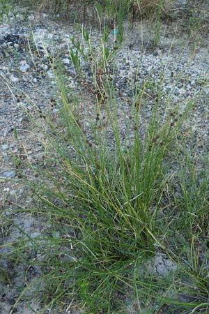 Scirpoides holoschoenus \ Kugelbinse, GR Euboea (Evia), Rovies 27.8.2017