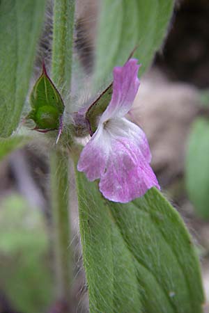 Sideritis purpurea \ Purpur-Gliedkraut / Purple Ironwort, GR Igoumenitsa 13.5.2008