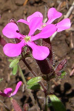 Saponaria calabrica \ Kalabrisches Seifenkraut / Spreading Soapwort, GR Zagoria, Vikos - Schlucht / Gorge 15.5.2008