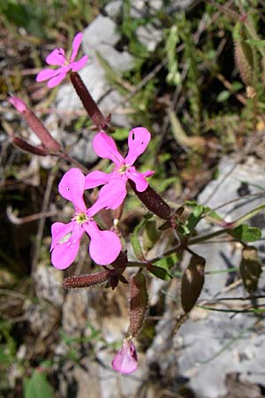 Saponaria calabrica \ Kalabrisches Seifenkraut / Spreading Soapwort, GR Zagoria, Vikos - Schlucht / Gorge 15.5.2008