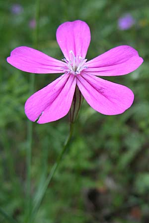 Silene ungeri / Unger's Campion, GR Zagoria, Vikos - Gorge 15.5.2008