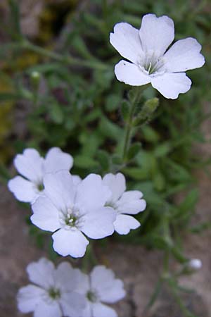 Silene rupestris \ Felsen-Leimkraut / Rock Campion, GR Aoos - Schlucht / Gorge 16.5.2008