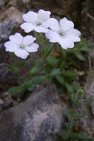 Silene rupestris \ Felsen-Leimkraut / Rock Campion, GR Aoos - Schlucht / Gorge 16.5.2008