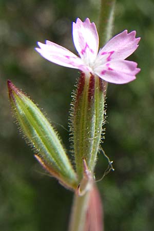 Dianthus quadridentatus \ Vierzhnige Velezia / Fourteeth Velezia, GR Hymettos 20.5.2008