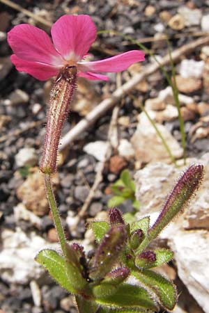 Silene integripetala \ Sdgriechisches Leimkraut / Entire-Petal Campion, GR Peloponnes, Figalia 29.3.2013