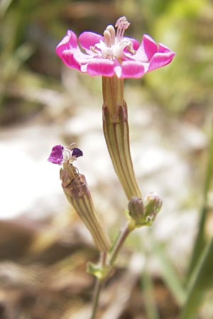 Silene colorata \ Farbiges Leimkraut, GR Hymettos 2.4.2013