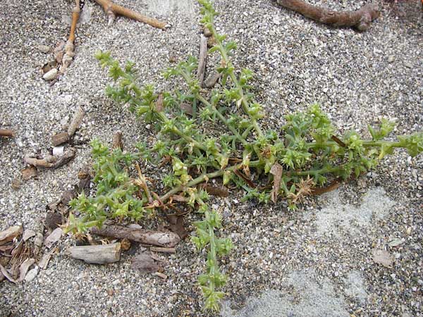 Salsola kali subsp. kali \ Kali-Salzkraut / Prickly Glasswort, GR Euboea (Evia), Kalianou 29.8.2014