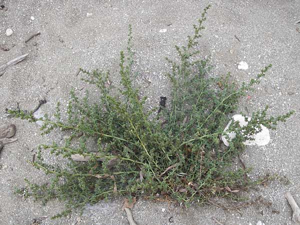 Salsola kali subsp. kali \ Kali-Salzkraut, GR Euboea (Evia), Kalianou 29.8.2014