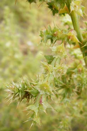 Salsola kali subsp. kali \ Kali-Salzkraut / Prickly Glasswort, GR Euboea (Evia), Kalianou 29.8.2014