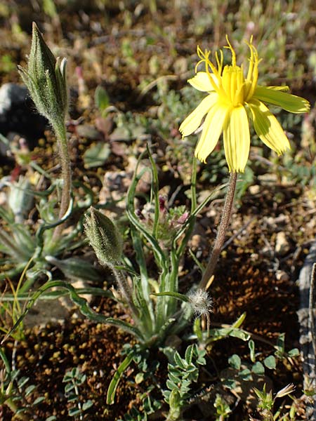 Scorzonera sublanata \ Schwach-Wollige Schwarzwurzel / Wooly Viper's Grass, GR Hymettos 23.3.2019