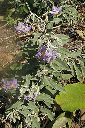 Solanum elaeagnifolium \ lweidenblttriger Nachtschatten / Silverleaf Nightshade, Horse Nettle, GR Meteora 28.8.2007