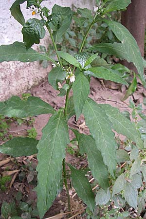 Solanum pseudocapsicum \ Korallen-Bumchen, Korallen-Kirsche / Jerusalem Cherry, Winter Cherry, GR Athen 21.5.2008