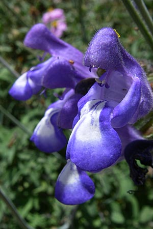 Salvia officinalis \ Echte Salbei / Common Sage, GR Parnitha 22.5.2008