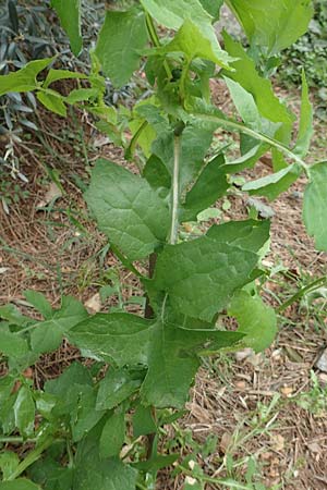 Sonchus oleraceus \ Kohl-Gnsedistel, GR Hymettos 20.3.2019