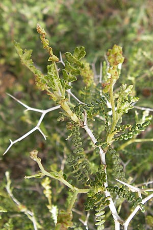 Sarcopoterium spinosum \ Dornige Bibernelle, Dornige Becherblume, GR Hymettos 2.4.2013