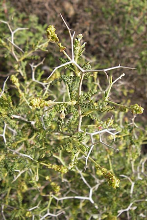 Sarcopoterium spinosum \ Dornige Bibernelle, Dornige Becherblume / Thorny Burnet, GR Hymettos 2.4.2013