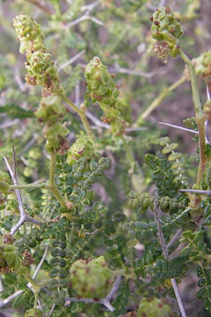 Sarcopoterium spinosum \ Dornige Bibernelle, Dornige Becherblume / Thorny Burnet, GR Hymettos 2.4.2013