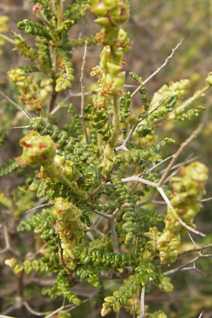 Sarcopoterium spinosum \ Dornige Bibernelle, Dornige Becherblume / Thorny Burnet, GR Hymettos 2.4.2013