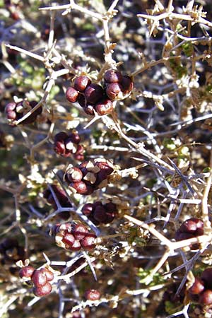 Sarcopoterium spinosum \ Dornige Bibernelle, Dornige Becherblume / Thorny Burnet, GR Euboea (Evia), Karistos 28.8.2014