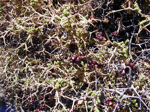 Sarcopoterium spinosum / Thorny Burnet, GR Euboea (Evia), Karistos 28.8.2014