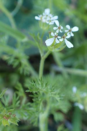 Scandix pecten-veneris \ Echter Venuskamm / Shepherd's Needle, GR Parnitha 22.3.2019