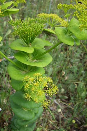 Smyrnium rotundifolium \ Rundblttrige Gelbdolde / Round-Leaved Alexanders, GR Peloponnes, Zarouchla Tal / Valley 19.5.2008