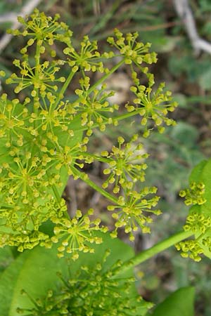 Smyrnium rotundifolium \ Rundblttrige Gelbdolde / Round-Leaved Alexanders, GR Peloponnes, Zarouchla Tal / Valley 19.5.2008