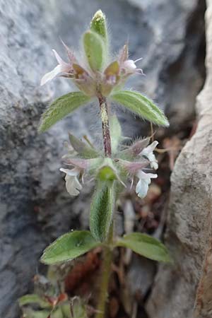 Sideritis romana \ Rmisches Gliedkraut, GR Athen 10.4.2019