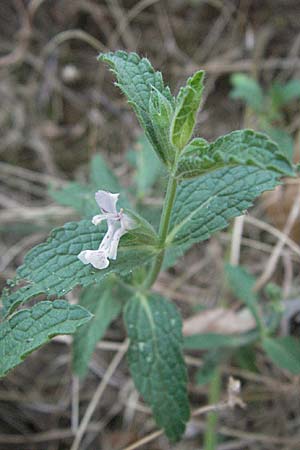 Stachys leucoglossa \ Weizungen-Ziest / White-Tongue Woundwort, GR Meteora 28.8.2007