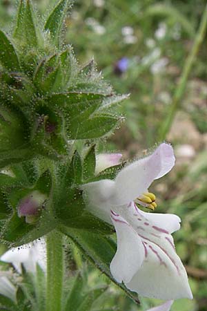 Stachys spinulosa \ Drnchen-Ziest / Spiny Woundwort, GR Igoumenitsa 13.5.2008