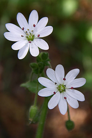 Stellaria cupaniana \ Mittelmeer-Sternmiere / Southern Chickweed, GR Zagoria, Mikro Papingko 17.5.2008