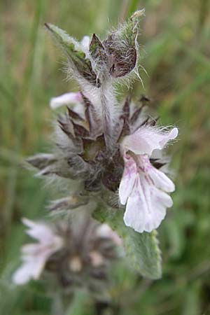 Stachys cretica \ Kretischer Ziest / Mediterranean Woundwort, GR Peloponnes, Zarouchla Tal / Valley 19.5.2008