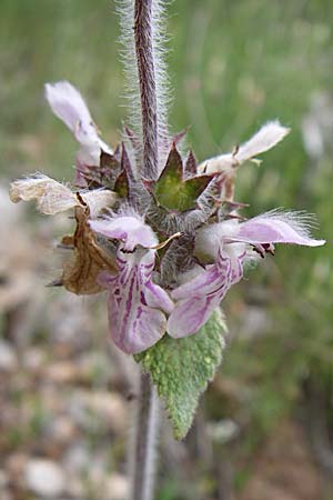 Stachys cretica \ Kretischer Ziest / Mediterranean Woundwort, GR Peloponnes, Zarouchla Tal / Valley 19.5.2008