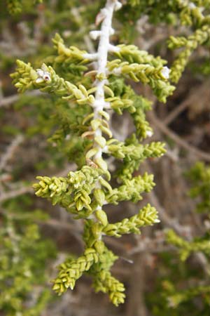 Thymelaea hirsuta \ Behaarte Spatzenzunge / Mitnan, GR Athen 6.9.2014