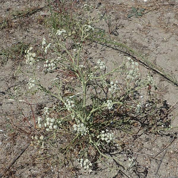 Seseli tortuosum \ Gedrehter Sesel / Massilian Hartwort, GR Euboea (Evia), Kanatadika 25.8.2017