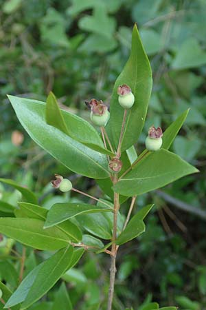 Myrtus communis \ Myrte, GR Euboea (Evia), Agdines 27.8.2017