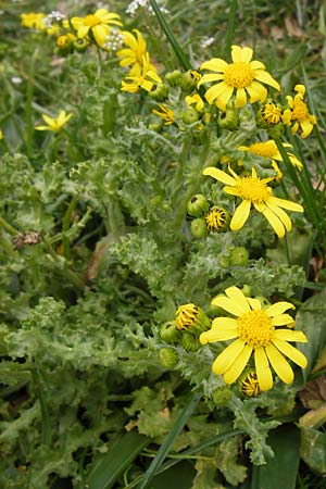 Senecio vernalis \ Frhlings-Greiskraut, GR Peloponnes, Apollon Tempel von Bassae 29.3.2013