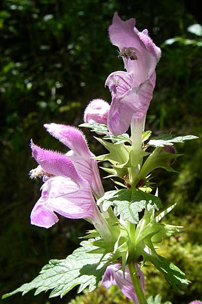 Lamium garganicum \ Gargano-Taubnessel / Large Red Dead-Nettle, GR Zagoria, Vikos - Schlucht / Gorge 15.5.2008